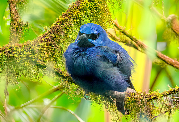 Purple honeycreeper