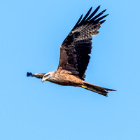 Black kite