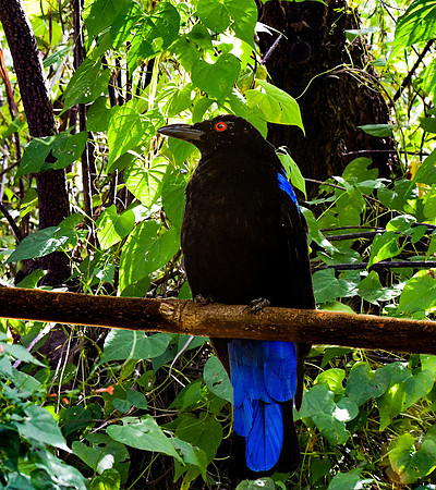 Asian fairy bluebird
