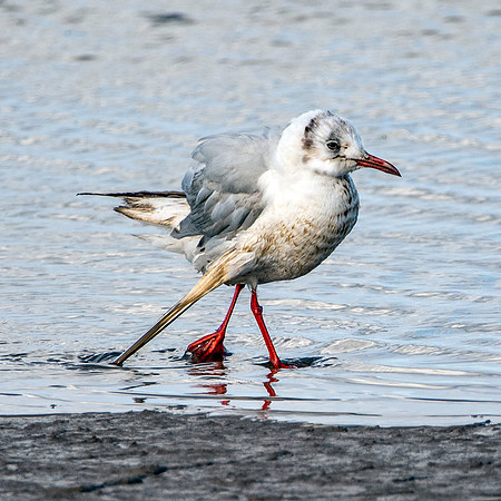 Black headed gull