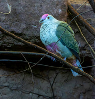 Red bellied fruit dove