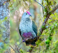Red bellied fruit dove