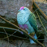 Red bellied fruit dove