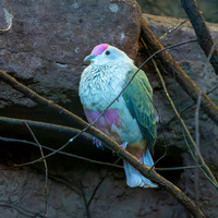 Red bellied fruit dove