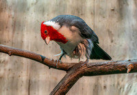 Red crested cardinal