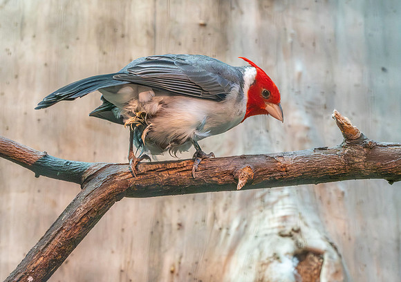 Red crested cardinal