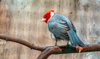 Red crested cardinal