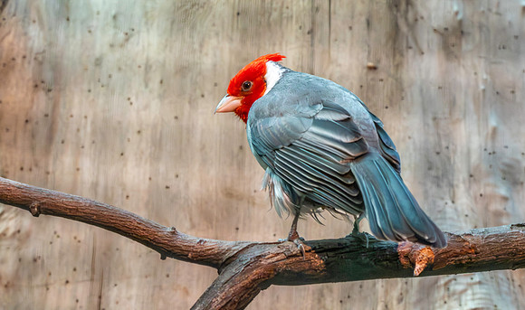 Red crested cardinal