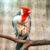 Red crested cardinal