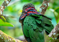 Red fan parrot