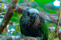 Red fan parrot