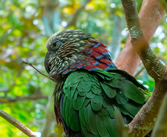 Red fan parrot