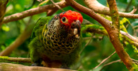 Rose fronted parakeet