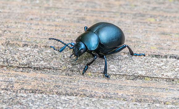 Bloody-nosed beetle