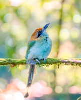 Russet crowned motmot