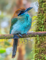 Russet crowned motmot