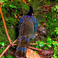 Palawan peacock pheasant