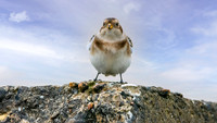 Snow bunting