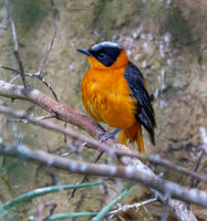Snowy crowned robin chat