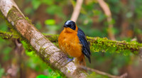 Snowy crowned robin chat