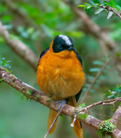 Snowy crowned robin chat