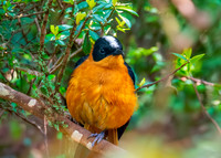 Snowy crowned robin chat