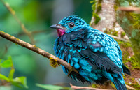 Spangled cotinga