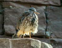 Sunbittern