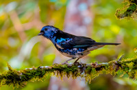 Turquoise tanager