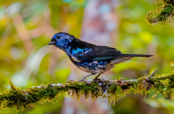 Turquoise tanager