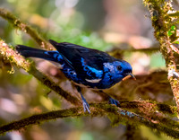 Turquoise tanager