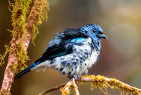 Turquoise tanager