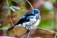 Turquoise tanager