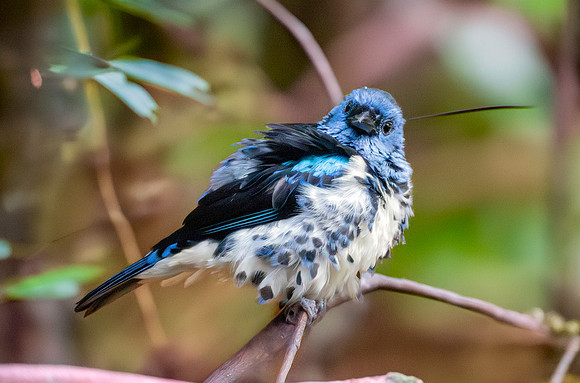 Turquoise tanager
