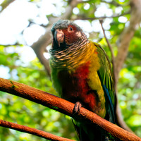 Venezuelan parakeet / Emma's conure