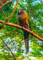 Venezuelan parakeet / Emma's conure