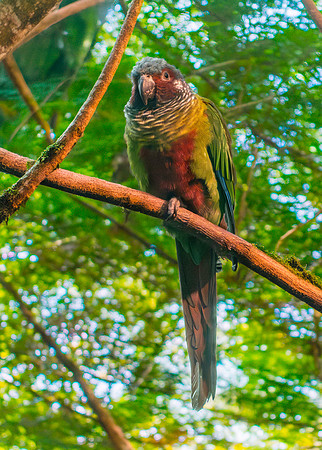 Venezuelan parakeet / Emma's conure