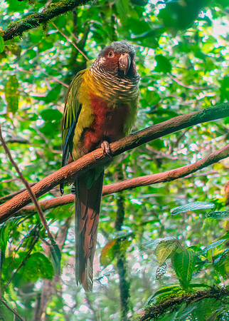 Venezuelan parakeet / Emma's conure
