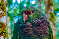 Vinaceous-breasted amazon