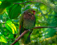 Vinaceous-breasted amazon