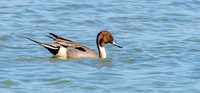 Northern Pintail