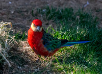 Western rosella