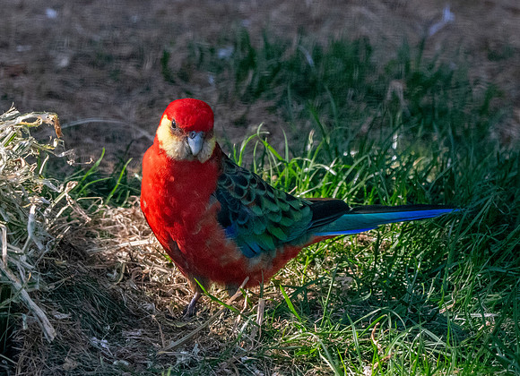 Western rosella