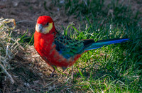 Western rosella