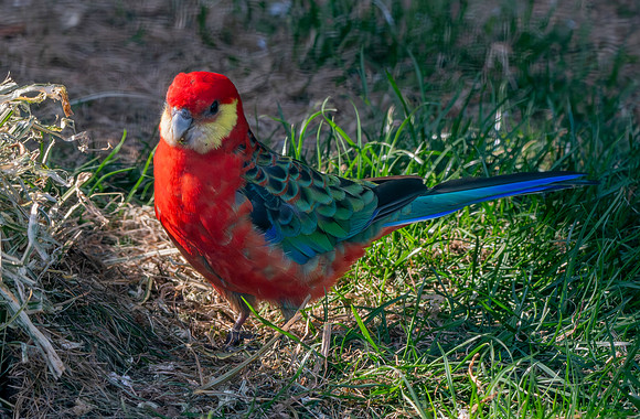 Western rosella