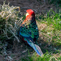 Western rosella