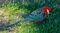 Western rosella
