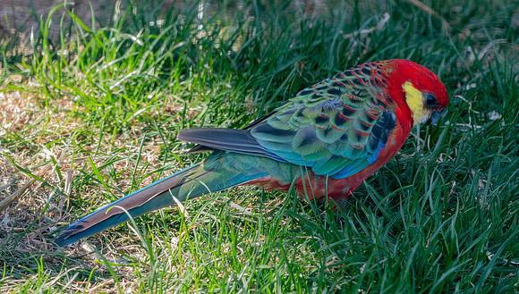 Western rosella