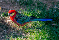Western rosella