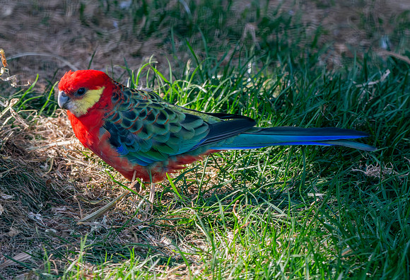Western rosella